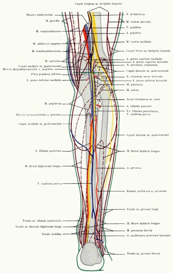 Топография сосудов голени. Иннервация голени анатомия. Анатомия голени сосуды и нервы. Малоберцовый нерв анатомия схема.