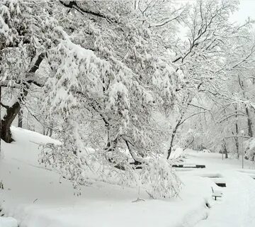 Ведено зима