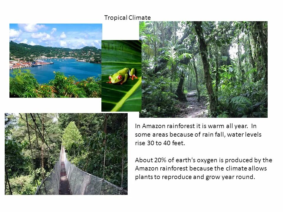 Тропический климат. Тропический климат Мексика. Tropical climate in English for 5 class. Climate and nature of USA презентация.