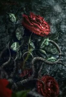 A rose by any other