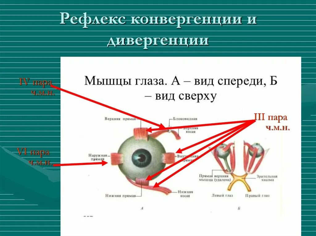 Координация движения глаз. Рефлекторная дуга рефлекса аккомодации. Механизм конвергенции глаза. Рефлекс конвергенции и аккомодации. Схема рефлекторной дуги аккомодации.