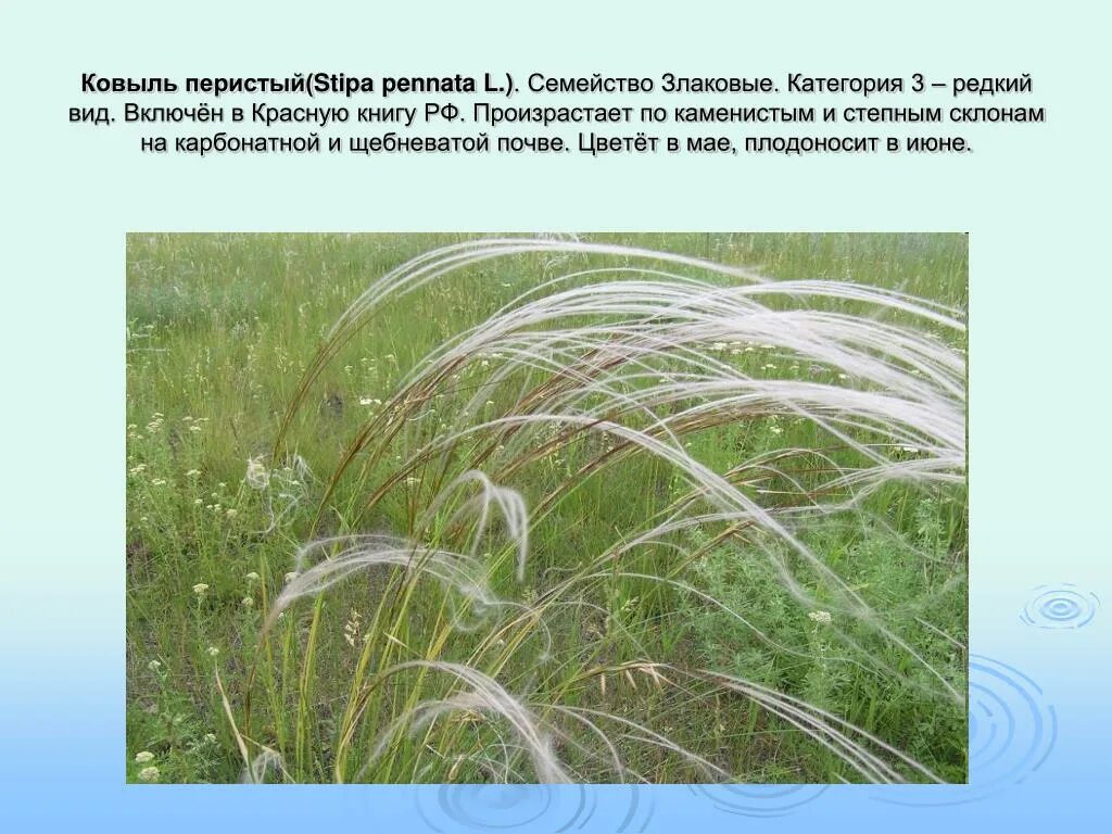 1753). Ковыль перистый красная книга. Ковыль перистый красная книга. Ковыль перистый. Ковыль перистый.