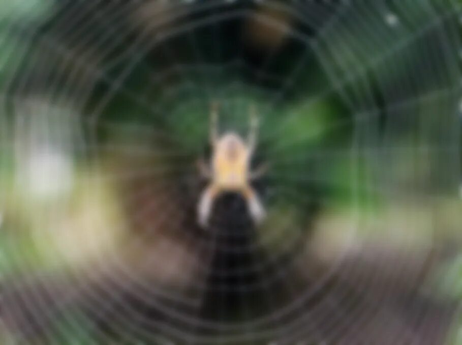 Увидеть паука ночью. Как видит паук фото. Во сне видеть паука серый. Как видит паук окружающий мир. Как видит паук окружающий мир фото.