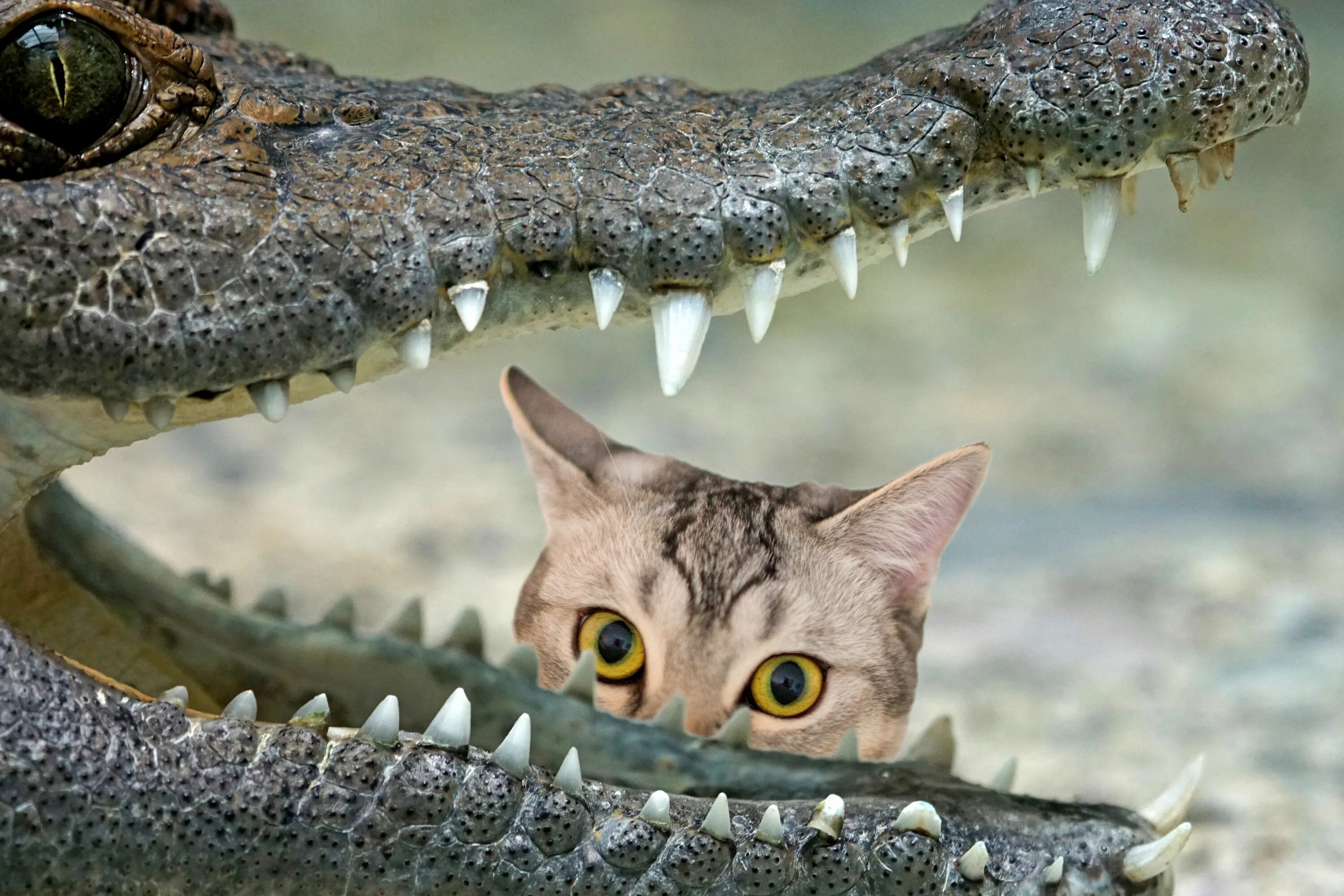 Глаз крокодила. Кошка Кайман. Ночные пресмыкающиеся. Светящиеся глаза крокодилов.