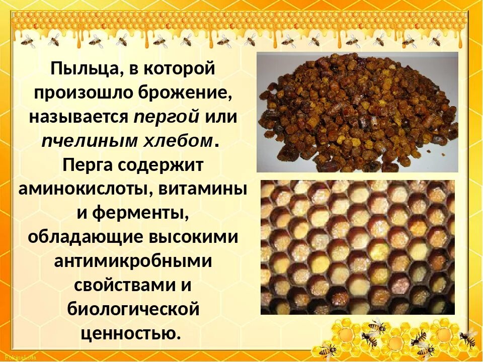 Свойства перги пчелиной отзывы. Перга продукты пчеловодства. Перга пчелиная витамины минералы. Мёд пыльца перга. Пыльца и перга пчелиная.