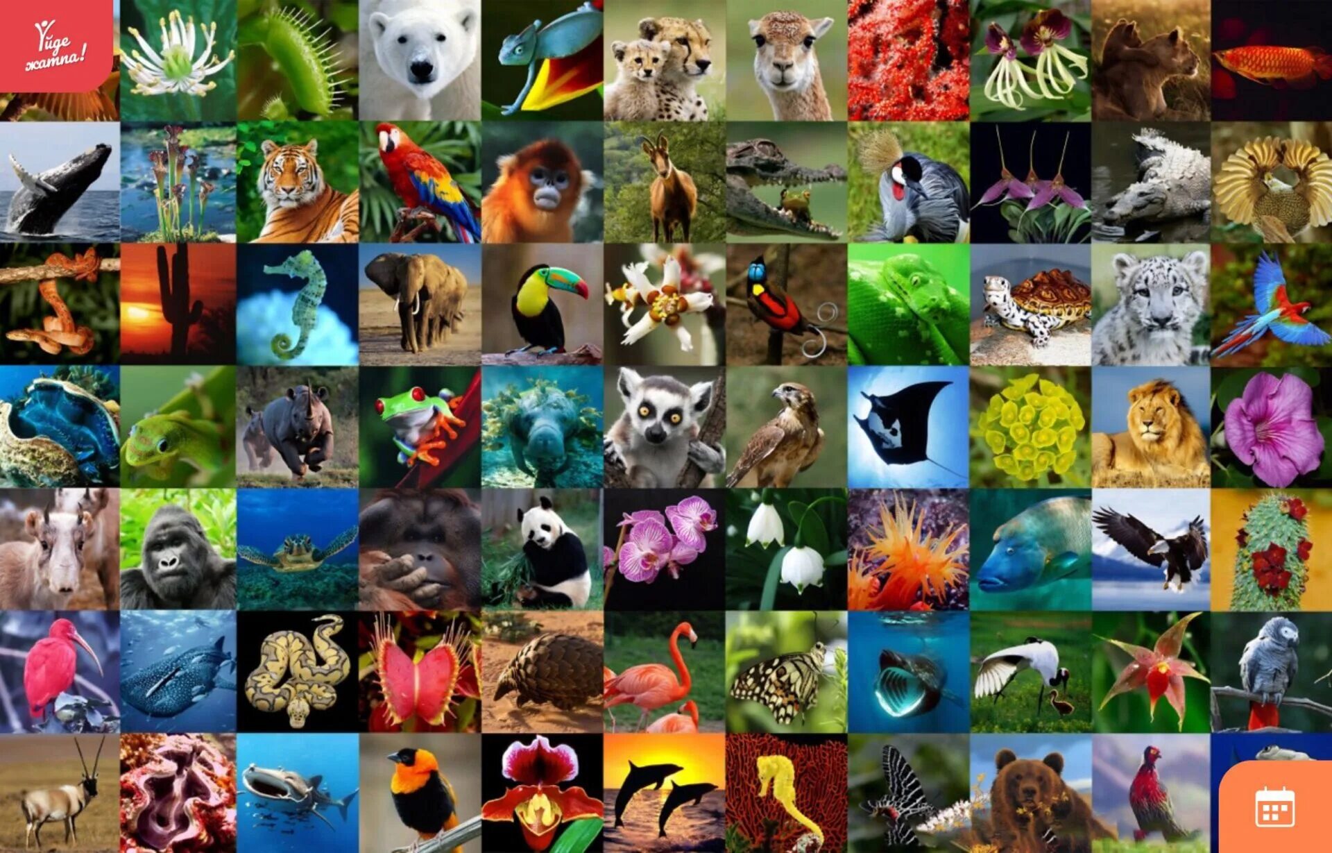 Все также разнообразие. Биологическое разнообразие. Разнообразие Флоры и фауны. Биоразнообразие животных. Планета животных.