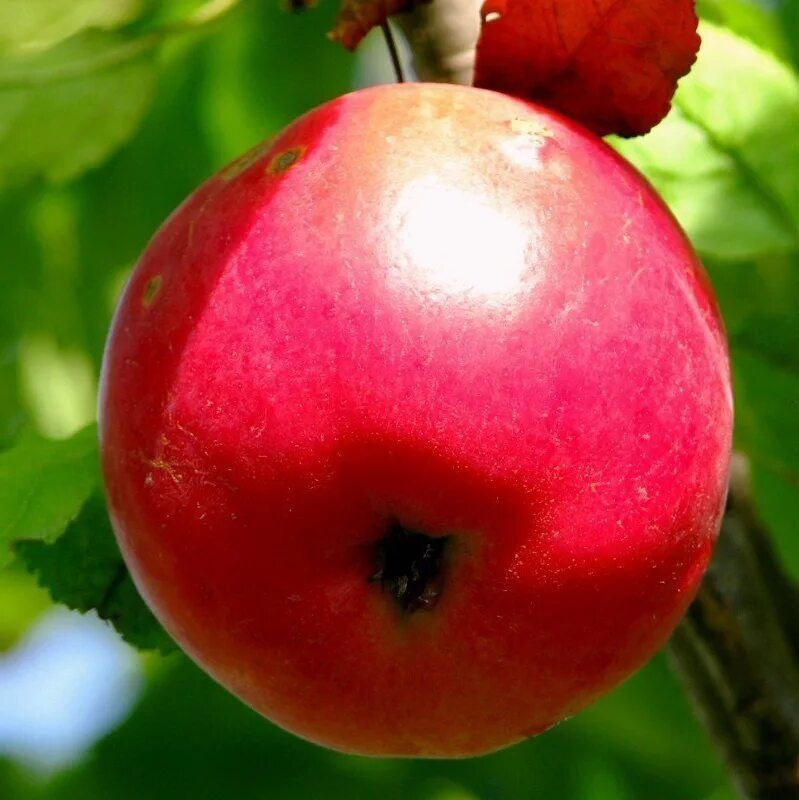 Красные яблоки на дереве. Разноцветные яблоки. Украинские яблоки. Яблоки на ветке красные. К чему снятся яблоки во сне мужчине
