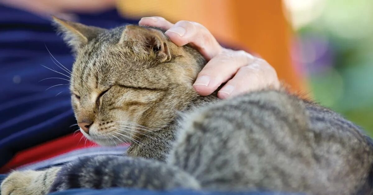 Кошка топчется передними лапами. Кошка топчется. Мурлыканье. Кот топчется передними. Котики и люди.