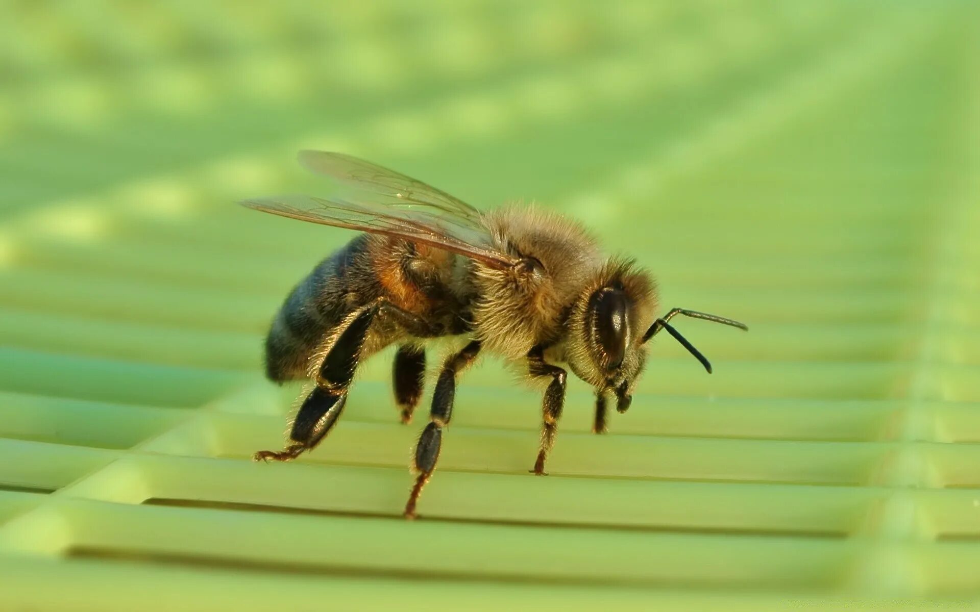 Домашние насекомые пчелы. Бурзянская бортевая пчела. Бурзянская пчела фото. Коричневая пчела. Пчелы в природе.