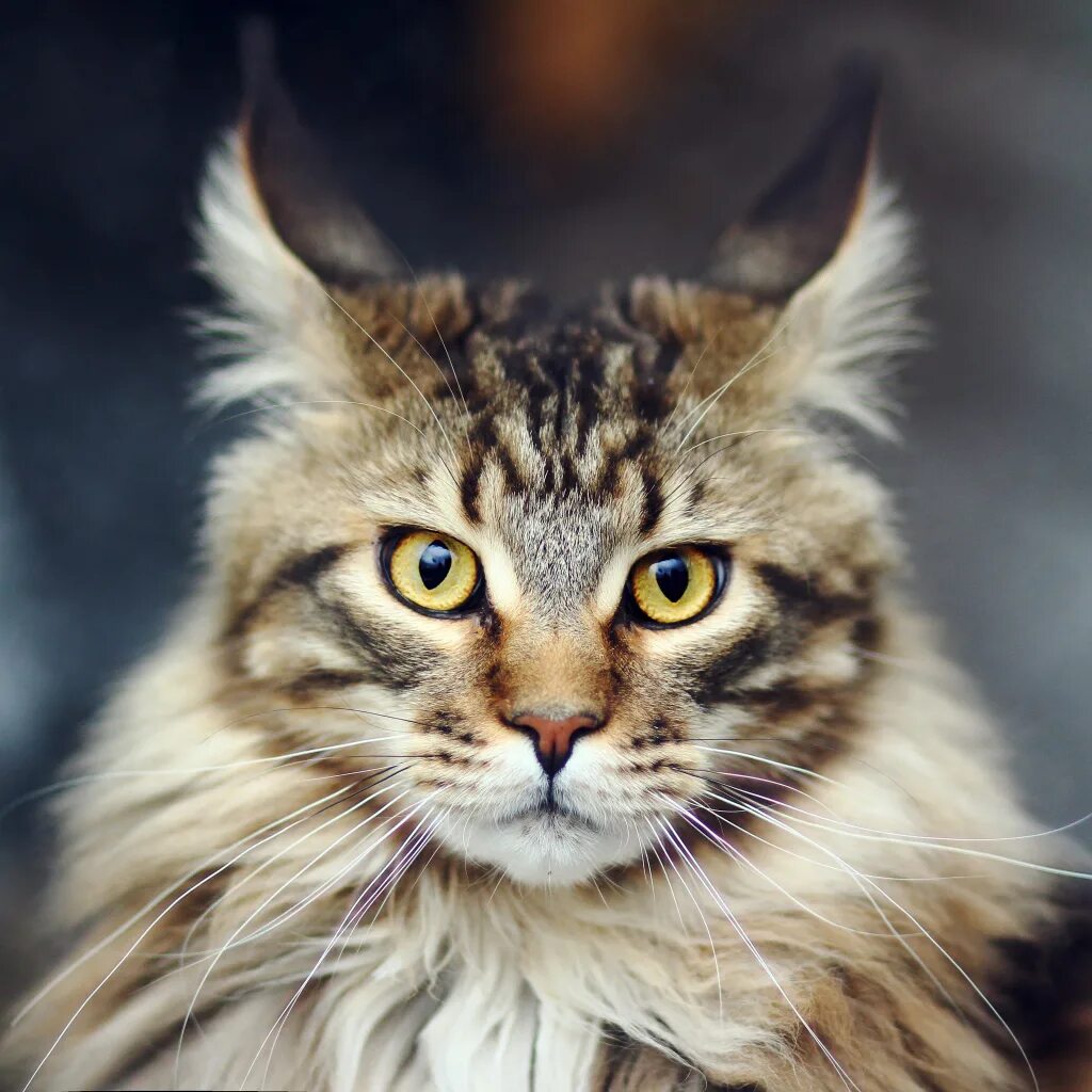 Кошка мейн кун. Еу мейн. Еу мейн. Еу4. Мейн-кун.