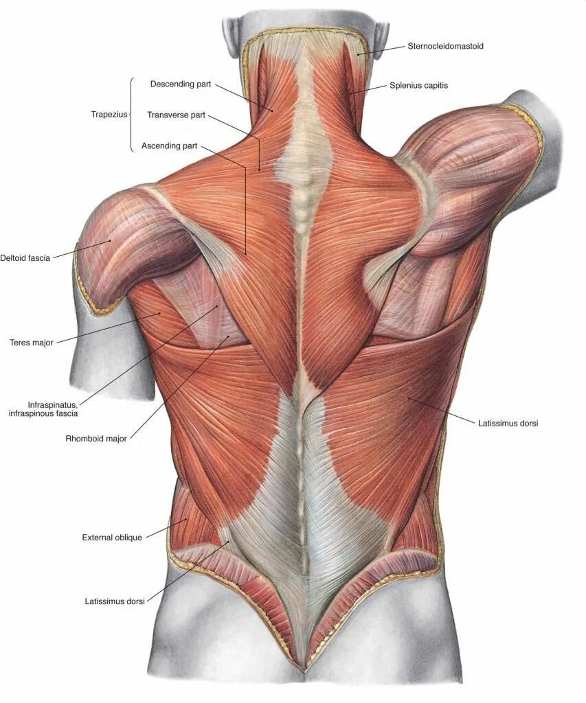 Мышцы шейно-воротниковой зоны анатомия. Мышцы спины послойное расположение. Прикрепление Latissimus Dorsi. Части поясницы