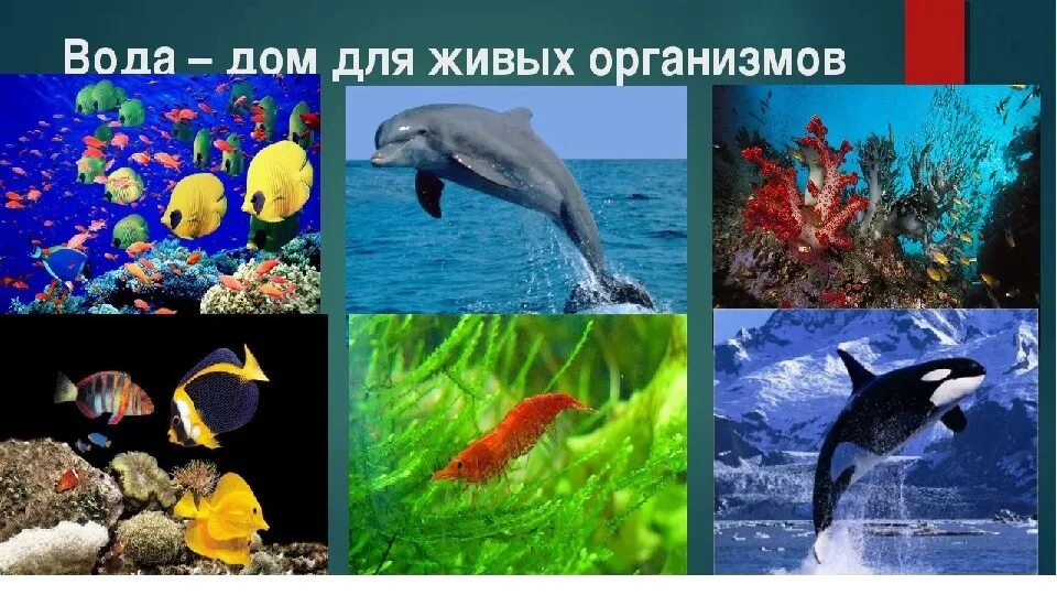 Вода в живых организмах. Вода природный дом для многих организмов. Вода в жизни живых организмов. Вода дом для растений и животных. Каких организмов есть вода