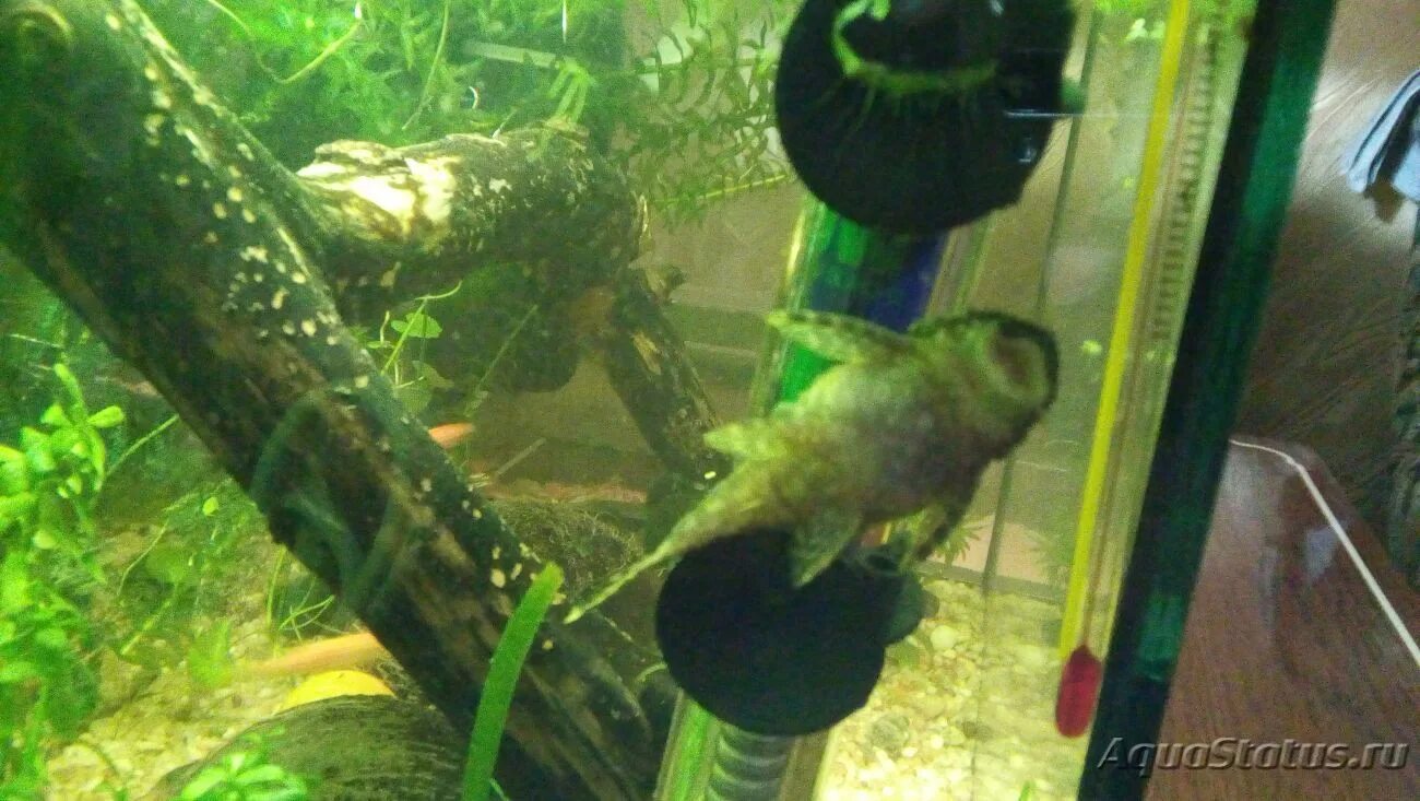 Умирают анциструсы в аквариуме. Анциструс обыкновенный золотой. Умирают анциструсы в аквариуме. Умирают анциструсы в аквариуме. Анциструс икра.