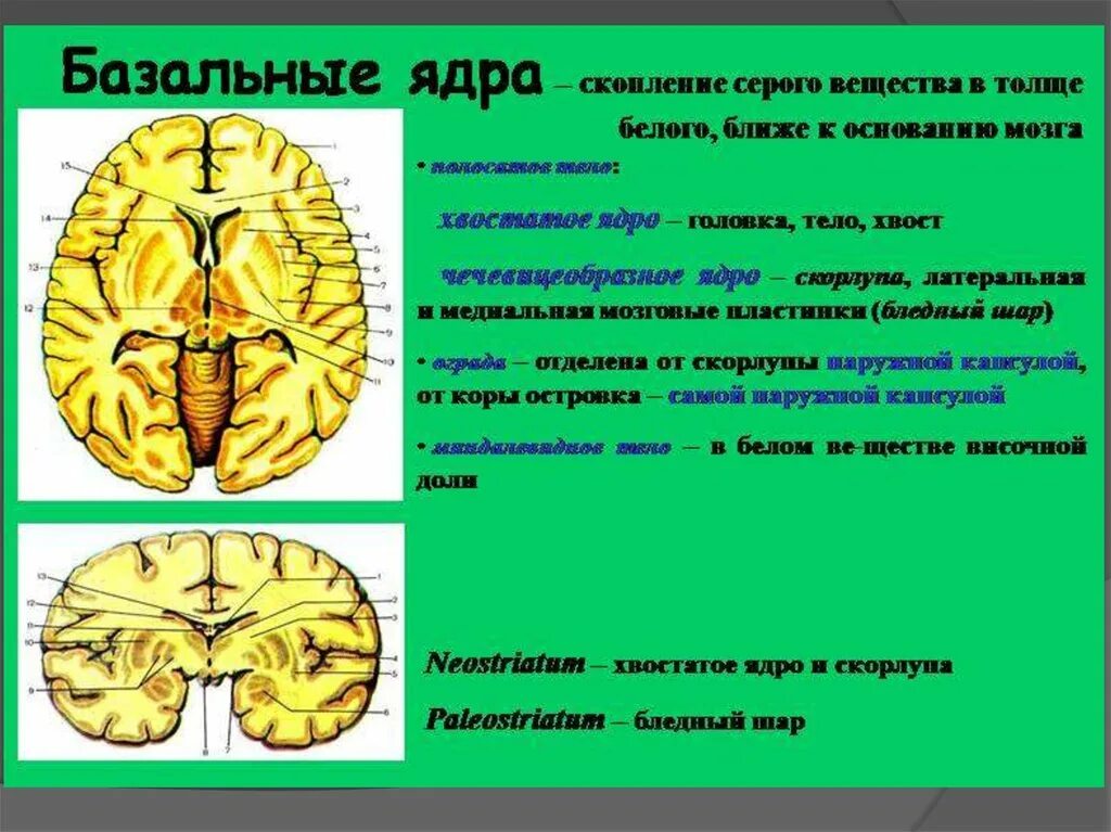 Подкорковые ядра. Базальные ядра головного мозга. Подкорковые ядра головного мозга анатомия. Подкорные ядра в головном мозге.