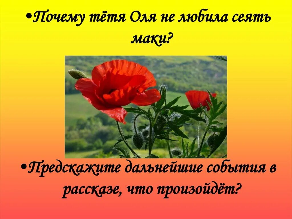 Тетя оля из рассказа живое пламя. Маки живое пламя. Живое пламя. Клумба с маками из рассказа живое пламя. Живое пламя клумба тети Оли.