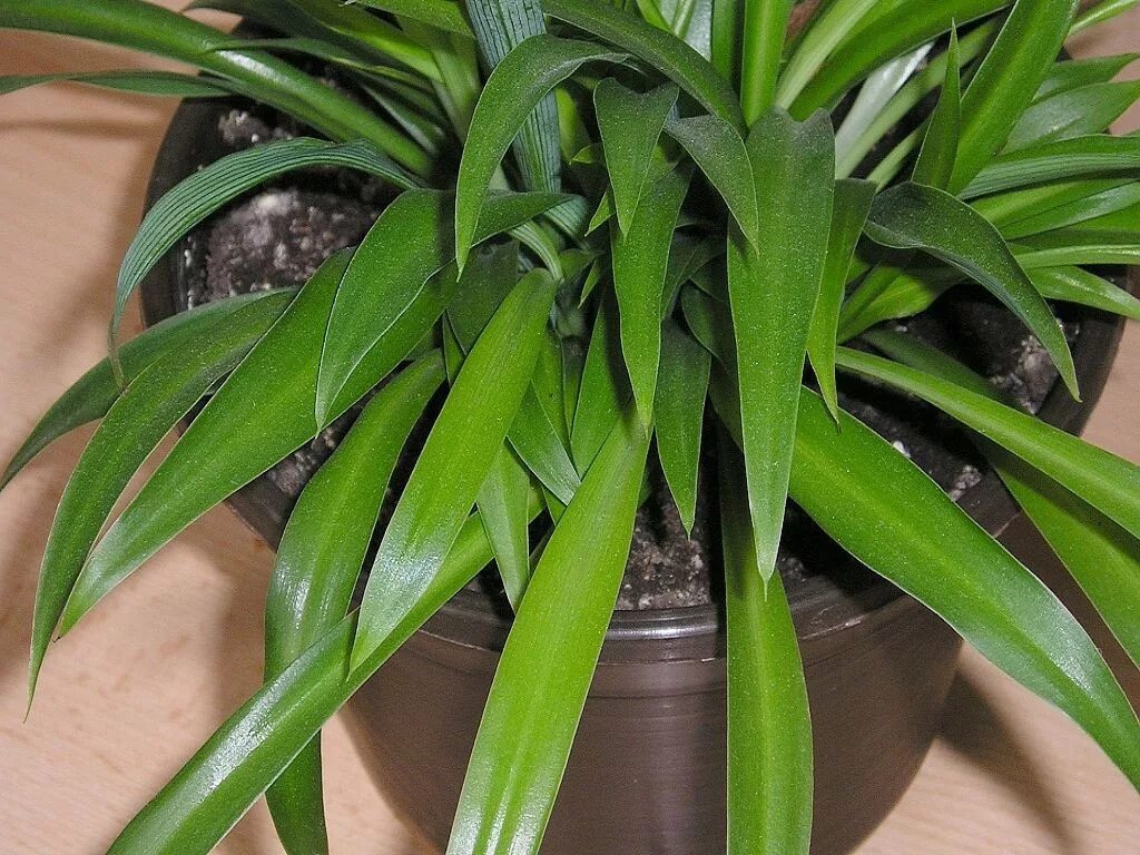 Хлорофитум виды с названиями. Хлорофитум капский. хлорофитум капский chlorophytum. хлорофитум mboyeti. хлорофитум панданус.