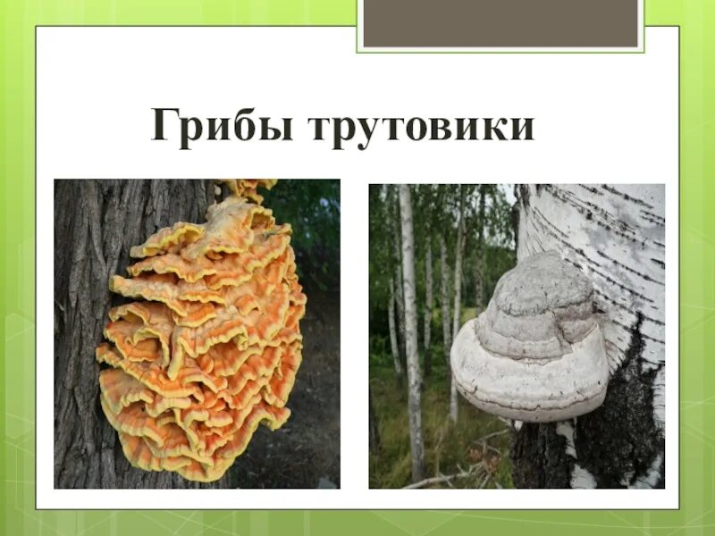 Трутовик гриб паразит. Грибы паразиты 5 класс биология. Трутовики 5 класс. Трутовик 5 класс биология. Трутовик царство