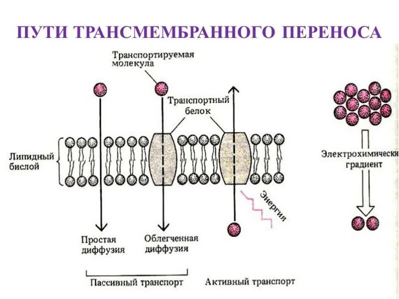 Какой вид мембранного транспорта показан на рисунке. Схема пассивного трансмембранного транспорта. Механизм трансмембранного переноса веществ. Трансмембранные белки мембраны. Механизмы трансмембранного переноса аминокислот..