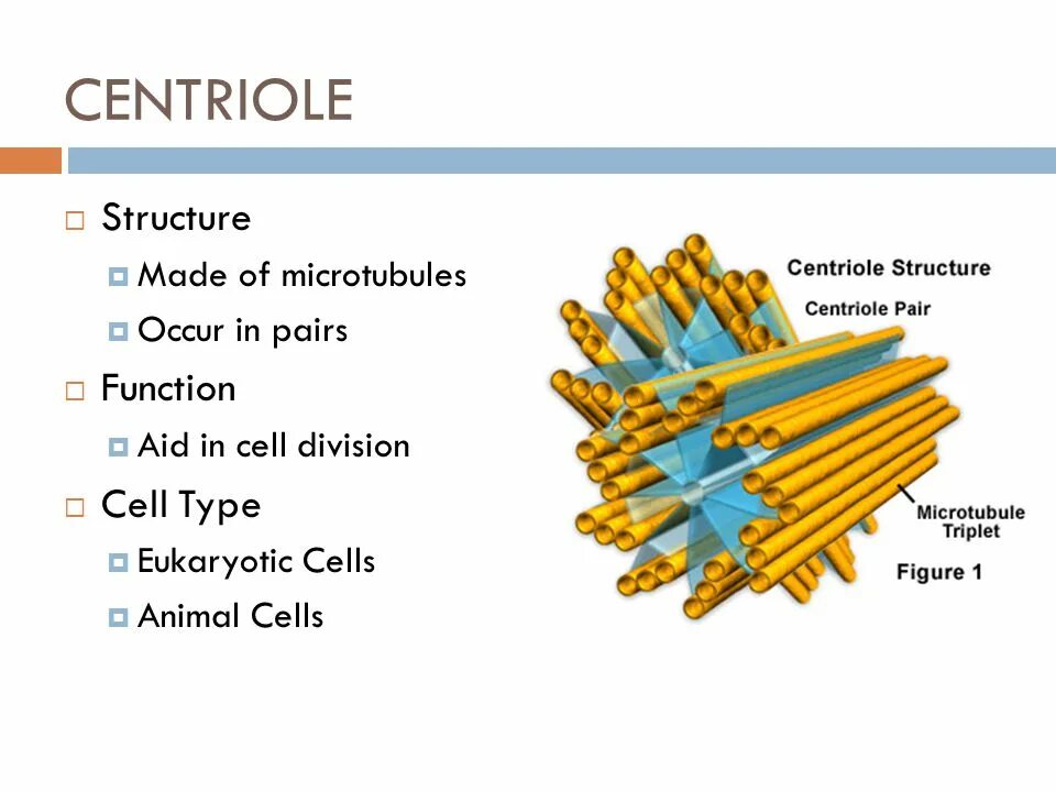 Центриоль впр. Центриоль. центриоли под микроскопом. centriole structure. structure of centrioles.