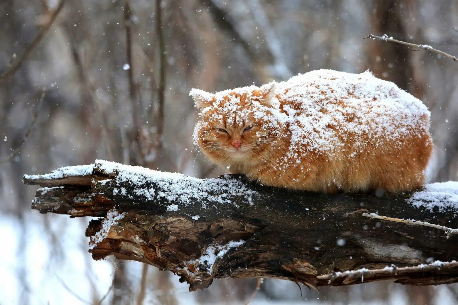 Какой нибудь снег. Кот в снегу. кот зимой. небольшой снег. пушистая зима.