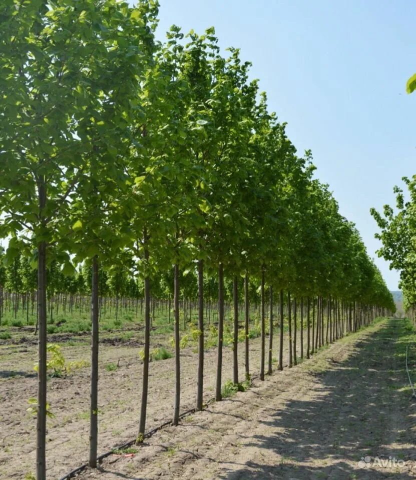 липа в огороде. липа мелколистная мультиштамб. липа крупнолистная сеянец. липа крупнолистная tilia platyphyllos. липа мелколистная саженец питомник.