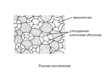 Укажите механическую ткань