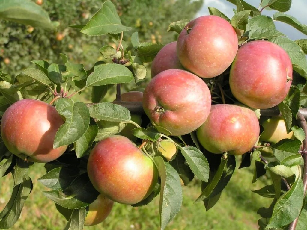 Авенариус яблоня описание фото Яблоня домашняя "авенариус" malus domestica "avenarius"