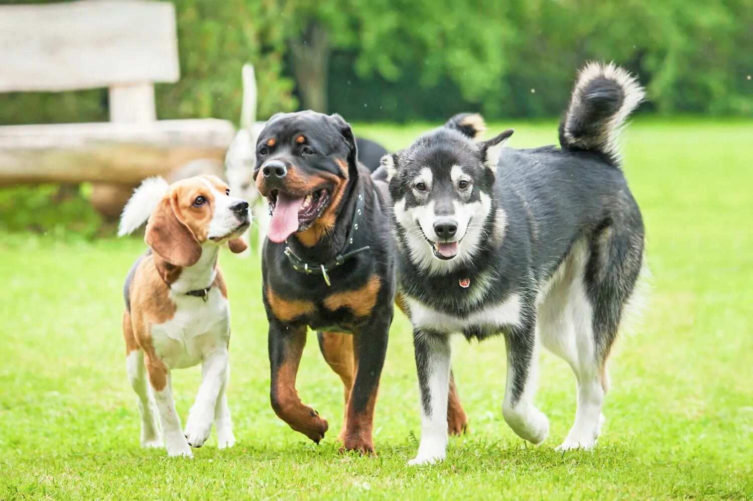 Good pets than dogs. Разные собаки. Три собаки. Лучшие породы собак. Популярные собаки.