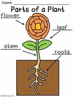 Plant class