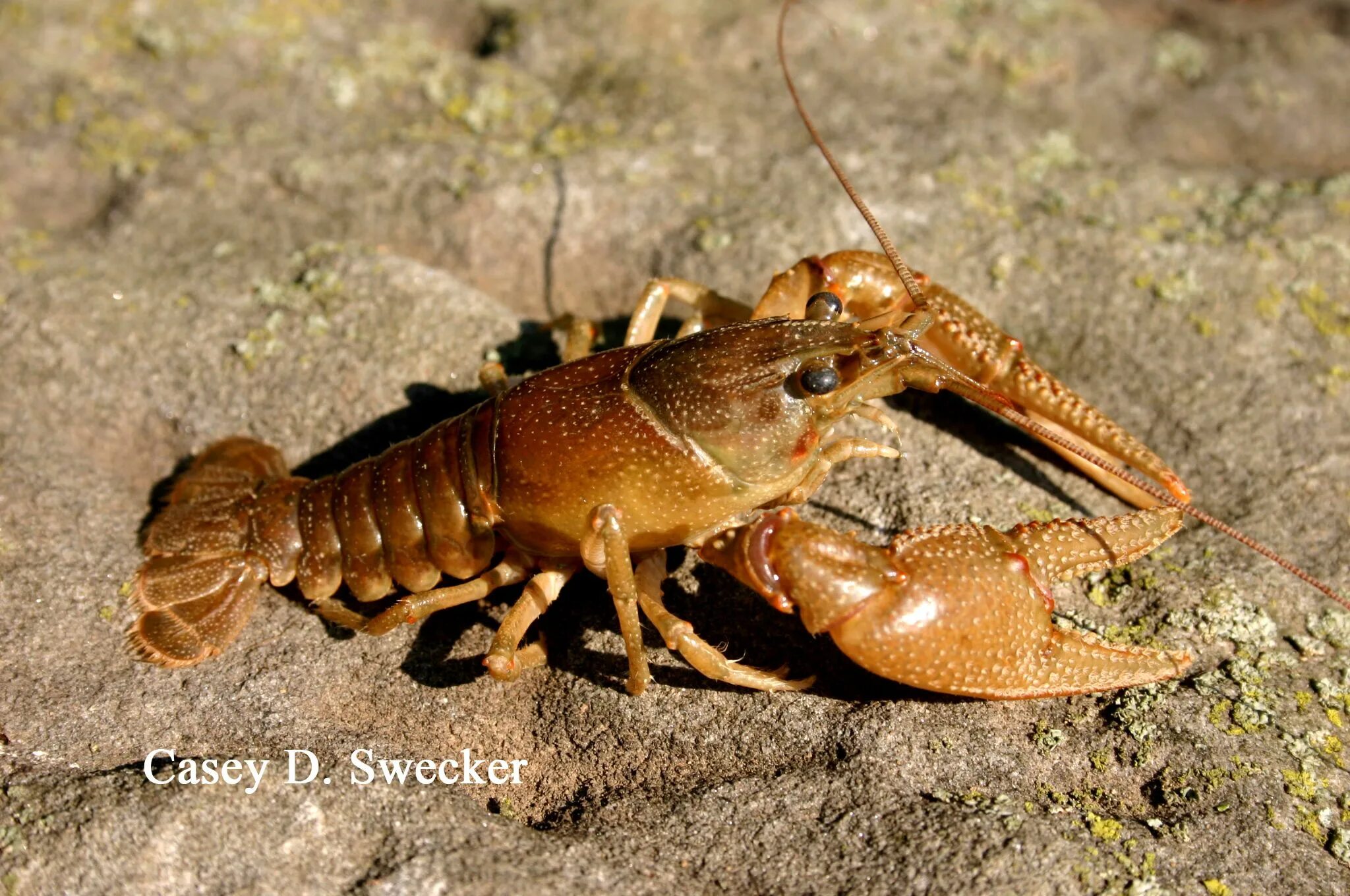 Рак краб креветка. Cambaroides dauricus. Морские насекомые. Маленькие рачки. Крабы креветки.