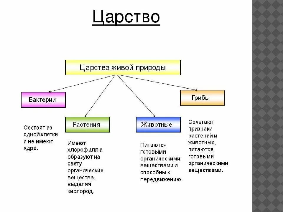 Самое простое строение у представителей царства. Царство грибов царство растений царство животных. Биология царства живой природы таблица. Признаки Царств растений животных грибов бактерий. Царство живой природы классификация схема.