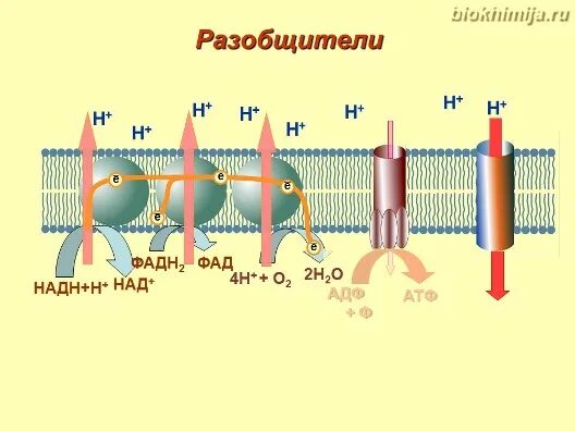 Ингибиторы и разобщители. Разобщители дыхательной цепи. экзогенные разобщители дыхательной цепи. разобщители дыхательной цепи биохимия. разобщители тканевого дыхания и окислительного фосфорилирования.