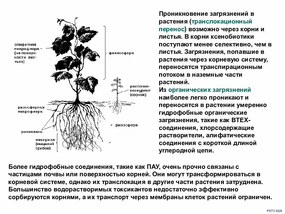 Через корни растение. Фиторемедиация почв. Фиторемедиация используемые растения. Загрязнение почвы ксенобиотиками. Какого растения получают инновационный ингредиент филобиома актив