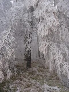 Ледяной лес