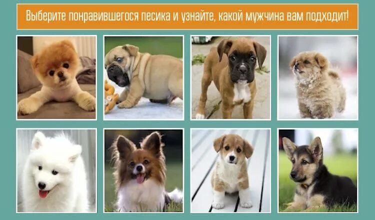 Какую собаку выбрать тест. Выберите щенка и узнайте, какой мужчина вам подходит. тест идеальная порода собак. тест по выбору собаки. тест для подбора собак.