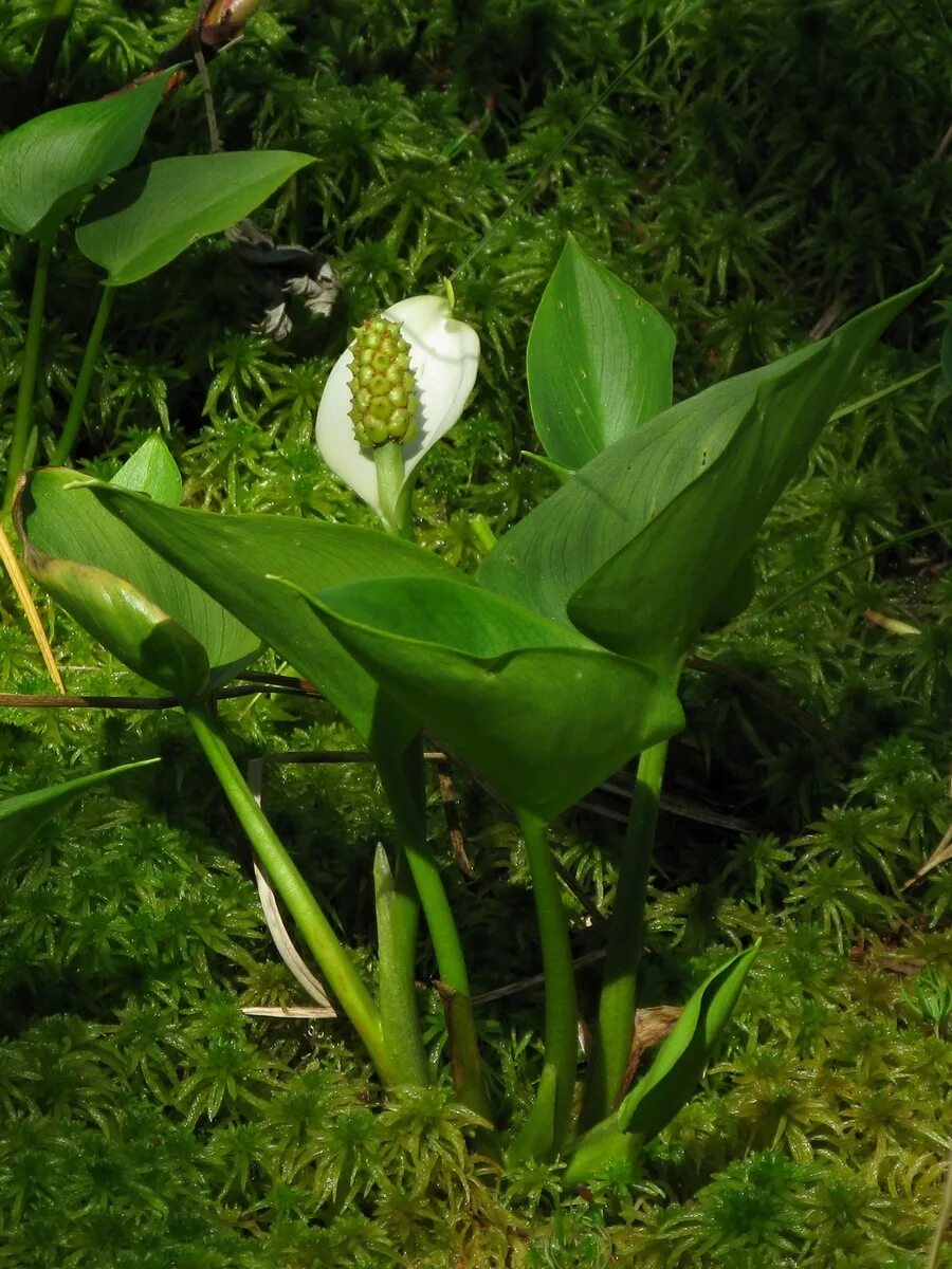 Рогоз цветет. Болотная трава сусак зонтичный. Белозор болотный. Осока приземистая. Осока малоцветковая.