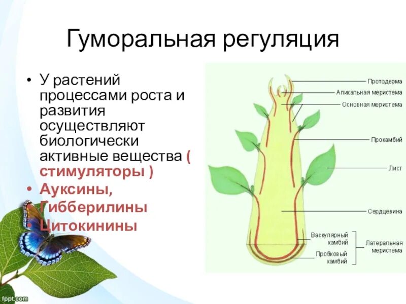 Пример саморегуляции у растений. Гуморальная система растений. Регуляция у растений. Регуляция процессов жизнедеятельности растений. Гуморальная регуляция процессов жизнедеятельности организма.