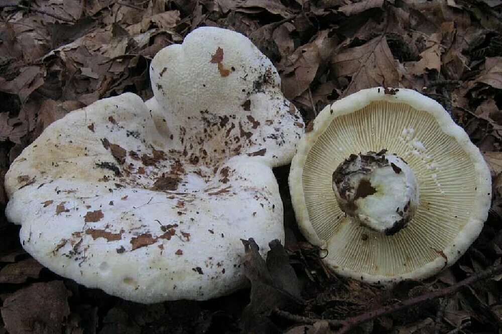 Груздь скрипица. Скрипица Lactarius vellereus.. Скрипица гриб. Скрипица волнушка белая. Есть гриб груздь