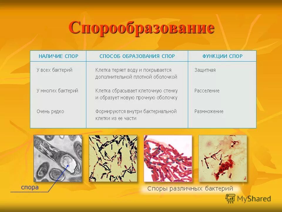 1 функции спора