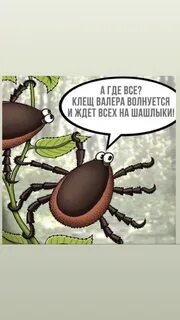 Клещ валера