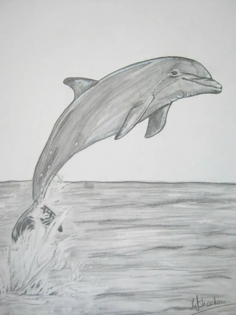 Рисунок дельфина. Рисунок дельфина карандашом. Рисунки на свободную тему для срисовки. Рисунки на свободную тему легкие.