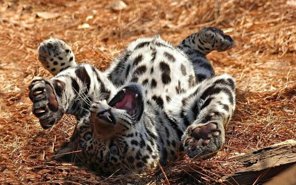 Манул в сумерках. Хищные животные. Детеныши животных. Дикий собрат. Манул погладь кота.