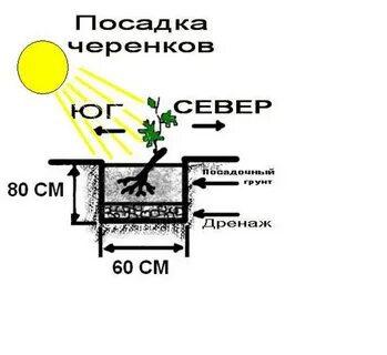 Грунт для винограда