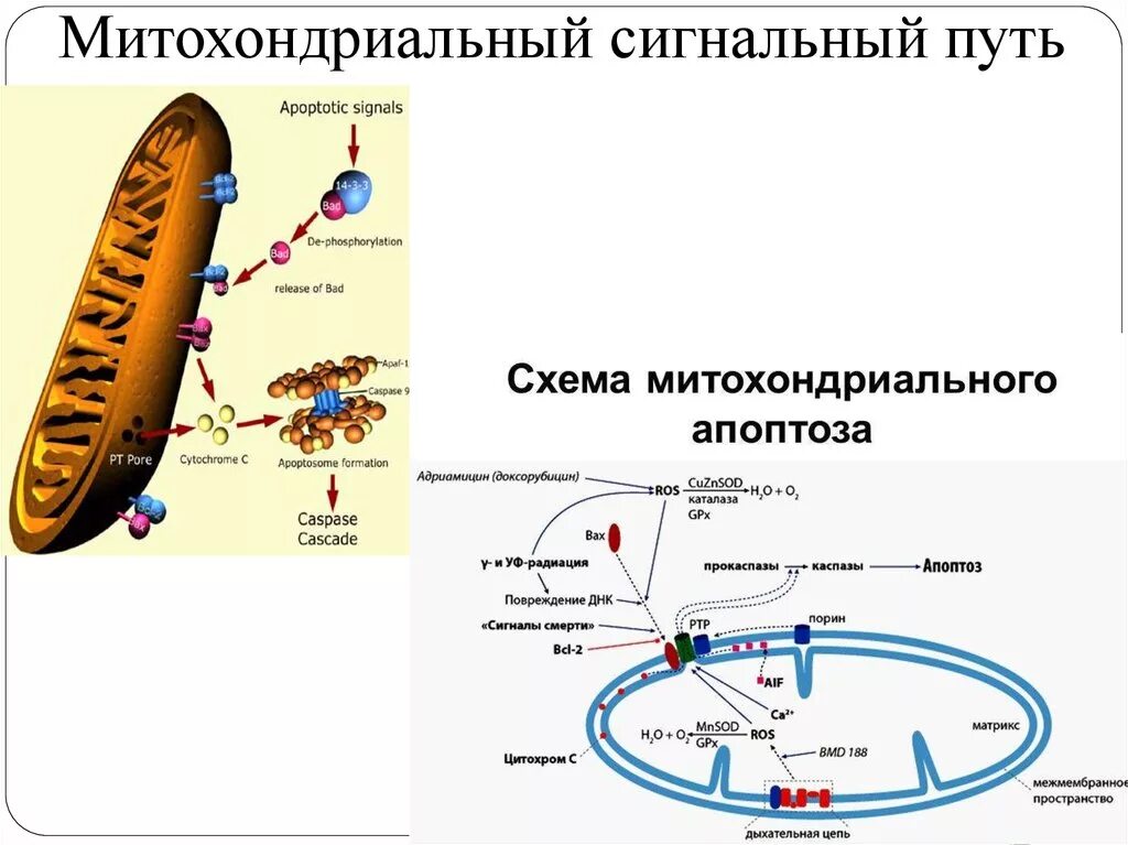 Митохондриальный механизм апоптоза. Внешний путь апоптоза схема. Апоптоз внешний сигнальный путь. Сигнальные пути запуска апоптоза.