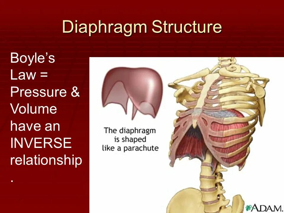 Три диафрагмы у человека. Диафрагма. Диафрагма человека. Диафрагма анатомия. Грудобрюшная диафрагма.