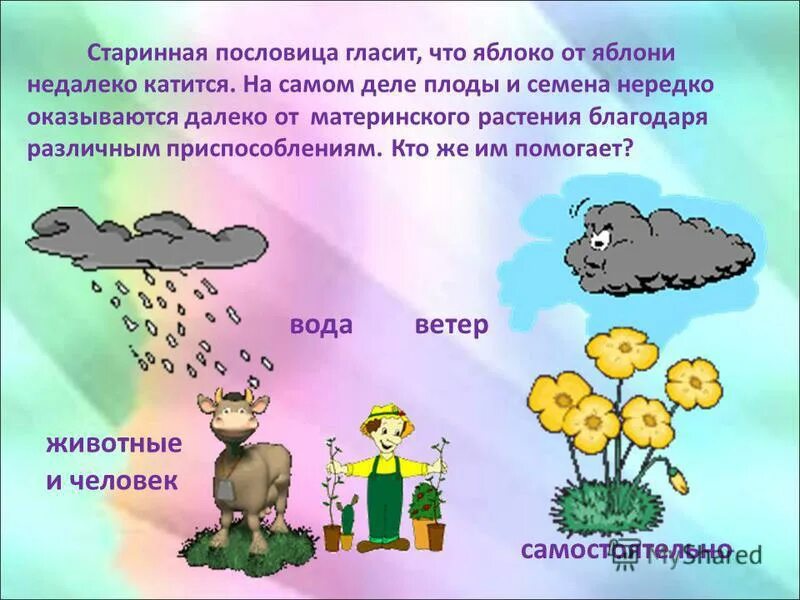 Яблоня от яблони далеко не падает. Яблоко от яблони недалеко катится пословица. Пословицы про семена. Поговорка яблоко от яблони недалеко падает. Пословицы про семена и плоды.