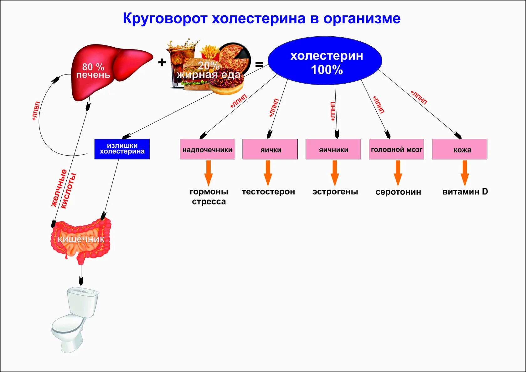 Где повышенный уровень. Холестерин. Выработка холестерина в организме. Холестерин в печени. Механизм действия статинов.