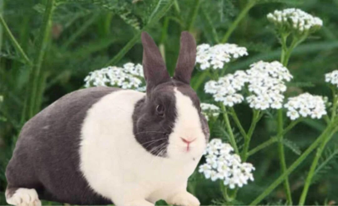 Какую траву можно давать кроликам. Растения для кроликов. Кролик в траве. Тысячелистник кроликам. Трава для декоративных кроликов.