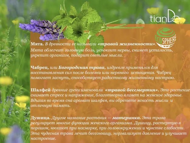 Какая трава для хорошего сна. Травы для лучшего сна. аромат трав для сна. лекарственные растения от сна. травы при головокружении.