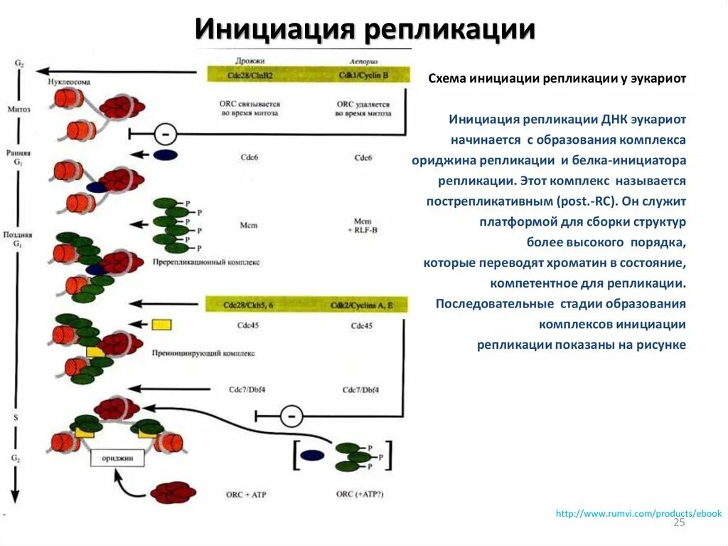 Точки инициации. Схема репликации ДНК эукариот. Инициация репликации у эукариот. Точки репликации у эукариот. Схема инициации репликации.